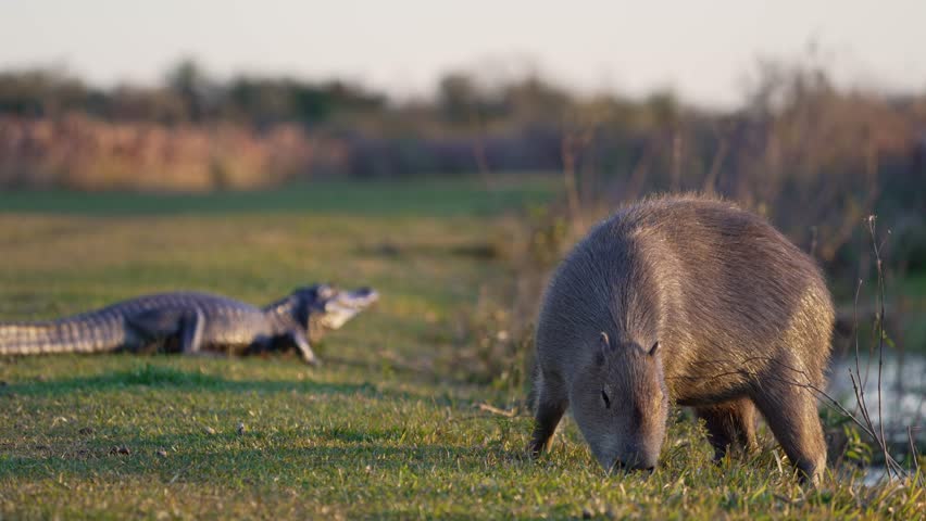 A capybara (Hydrochoerus hydrochaeris) grazing on grass near the water’s edge in the Iberá Wetlands with a Yacaré caiman (Caiman yacare) resting in the background during golden hour light.