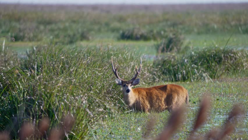 Static view of a Marsh Deer (Blastocerus dichotomus) standing partially submerged in the wetlands of Iberá National Park, Argentina.