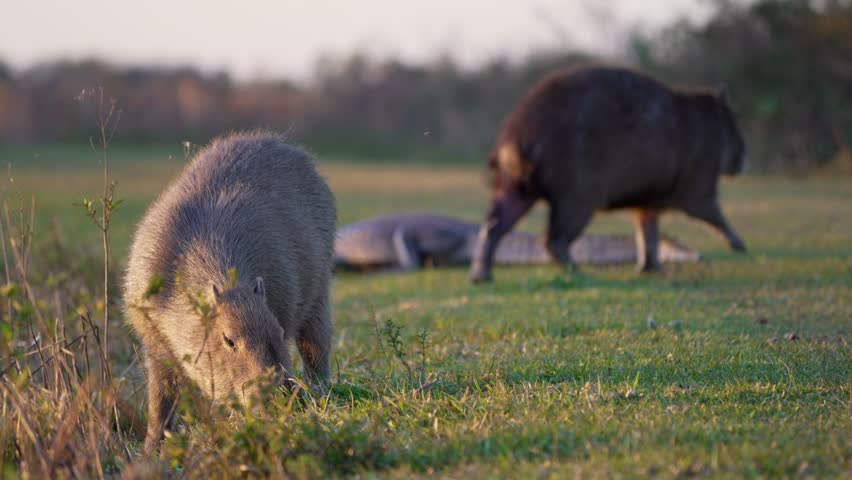 A pair of capybaras grazing on fresh grass in the Iberá Wetlands with a Yacaré caiman resting in the background during golden hour light. Ibera National Park, Corrientes, Argentina.