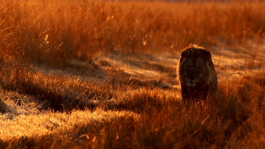 Condensation from breathing of young male lion on cold safari morning, slomo
