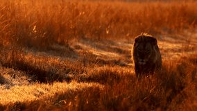 Condensation from breathing of young male lion on cold safari morning, slomo - Powered by Shutterstock - Get 15% off with code: PIKWIZARD15