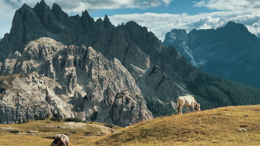 White cow grazing peacefully in the high mountains of the Dolomites, Italy, under the Tre Cime di Lavaredo