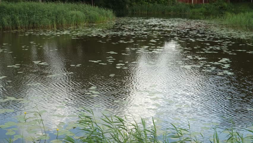 Panoramic view of a summer fish pond, its rippling surface dotted with lily pads, framed by tall green reeds and grasses along the peaceful shoreline.