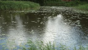Panoramic view of a summer fish pond, its rippling surface dotted with lily pads, framed by tall green reeds and grasses along the peaceful shoreline. - Powered by Shutterstock - Get 15% off with code: PIKWIZARD15