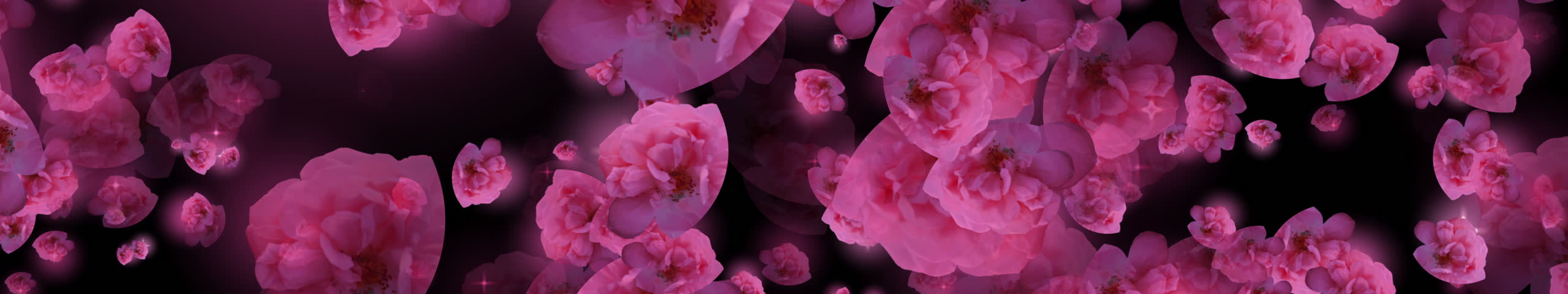 Slowly moving rose flowers towards the screen in ultrawide frame on black background.