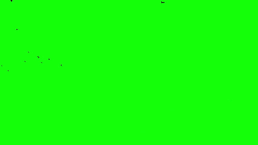 A flock of black birds flying bottom left to up right quickly, a group of pigeons chroma key green screen. Silhouettes of Migrating Birds in motion in the sky. Crows or Swallows. For compositing VFX