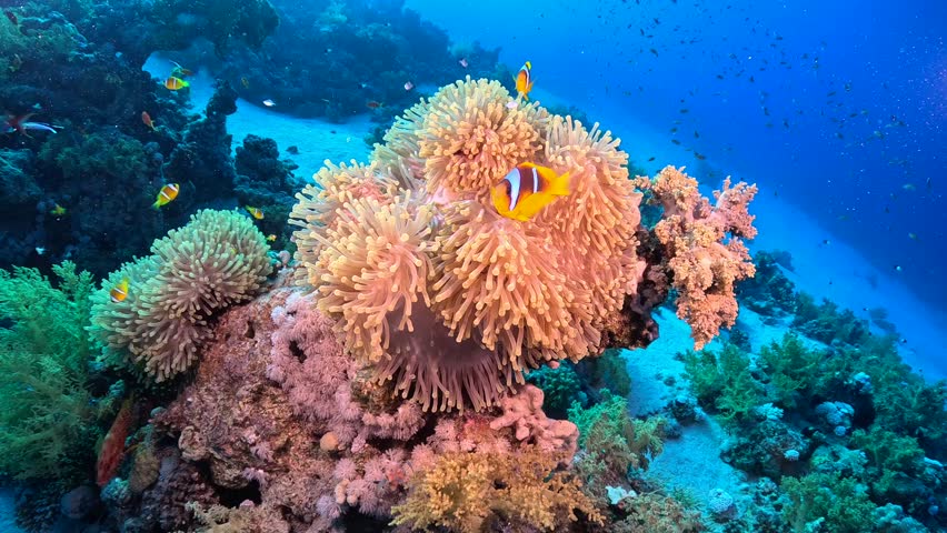 Clownfish defending its anemone in the Red Sea