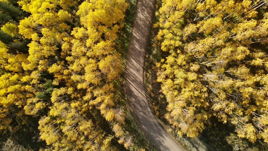 Aerial drone footage of dirt road winding through the yellow aspen tree forest during peak fall foliage. Beautiful autumn landscape form directly above