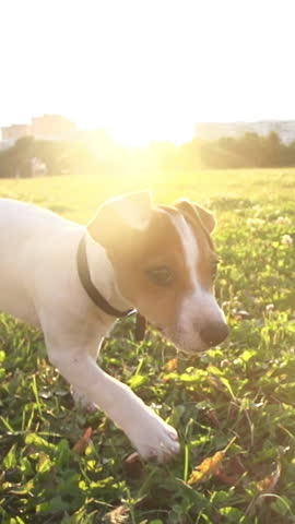 Playful Jack Russell Terrier Puppy Running Toward Camera at Golden Hour in Slow Motion