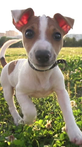 Playful Jack Russell Terrier Puppy Running Toward Camera at Golden Hour in Slow Motion
