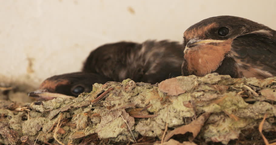 Barn swallows (Hirundo rustica). Chicks  feeding in the nest. France