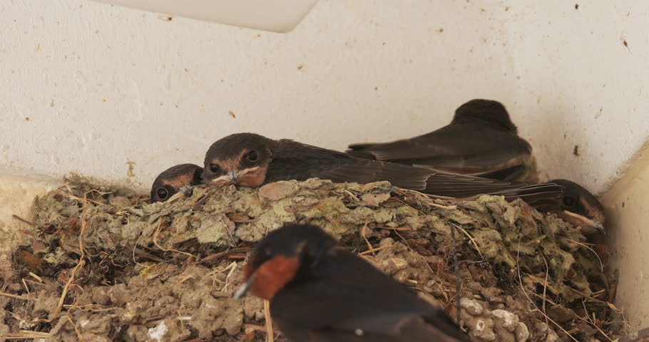 Barn swallows (Hirundo rustica). Chicks  feeding in the nest. France