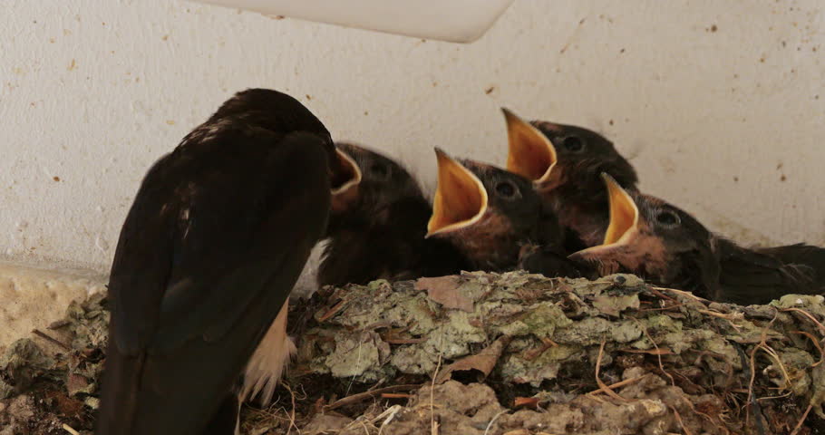 Barn swallows (Hirundo rustica). Chicks  feeding in the nest. France