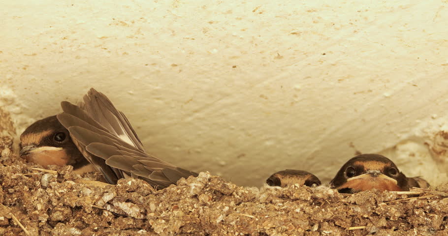 Barn swallows (Hirundo rustica). Chicks  feeding in the nest. France