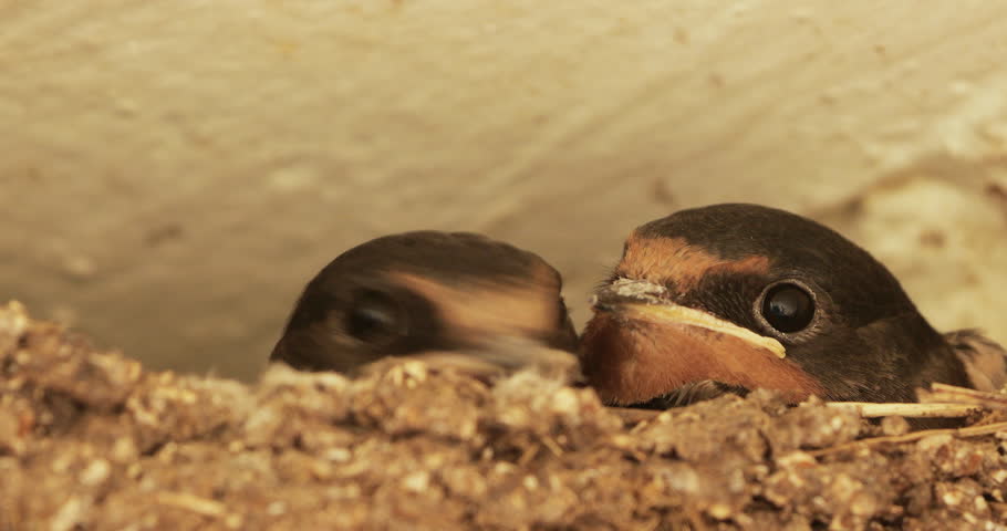 Barn swallows (Hirundo rustica). Chicks  feeding in the nest. France