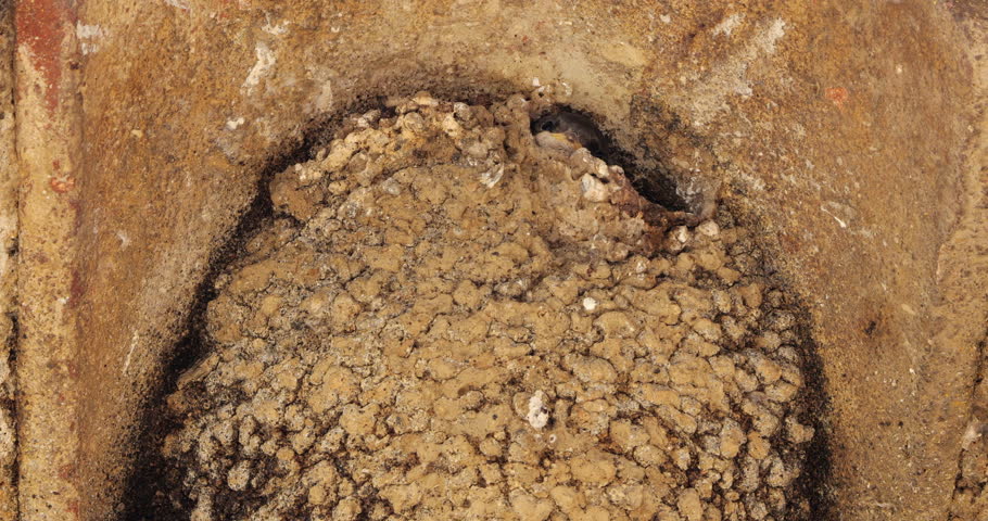 Common house martin. Parents flying back to a full nest with chicks.