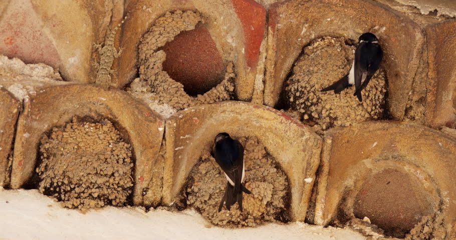 Common house martin. Parents flying back to a full nest with chicks.