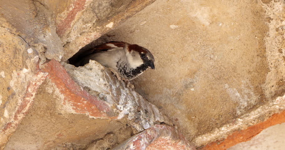 House sparrow , adult, male under a tiled roof.