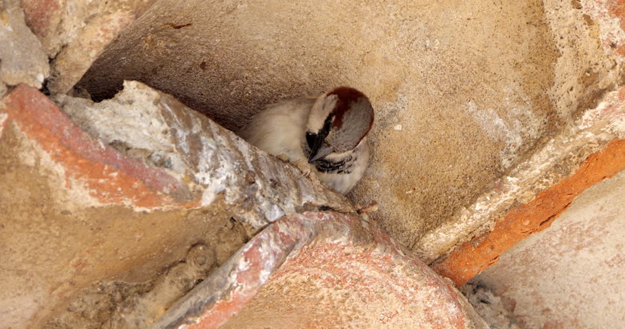 House sparrow , adult, male under a tiled roof.