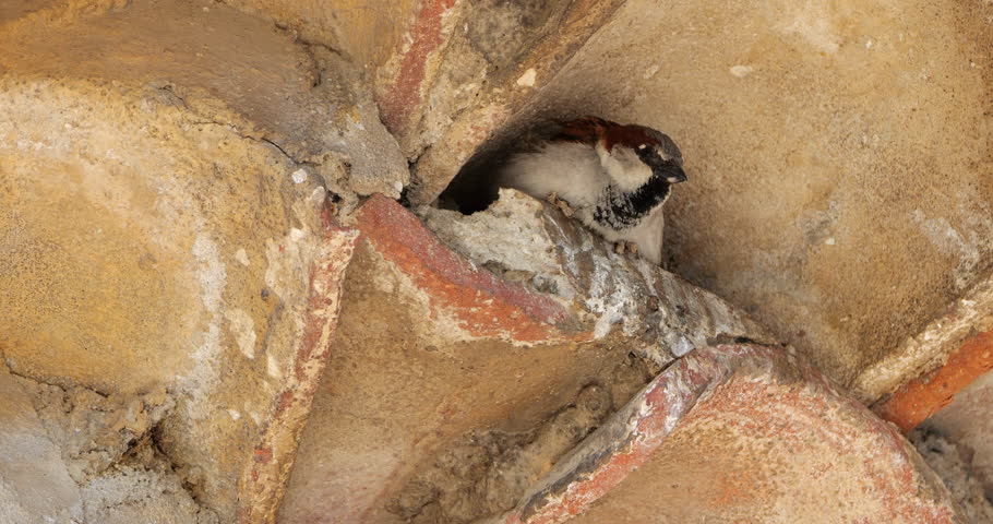 House sparrow , adult, male under a tiled roof.