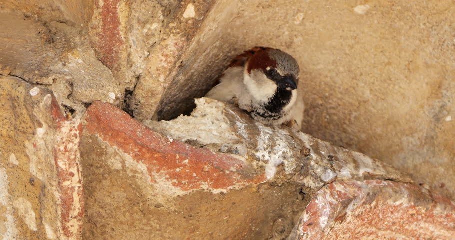House sparrow , adult, male under a tiled roof.