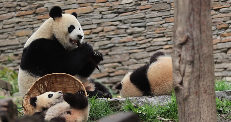 Giant panda family in the zoo