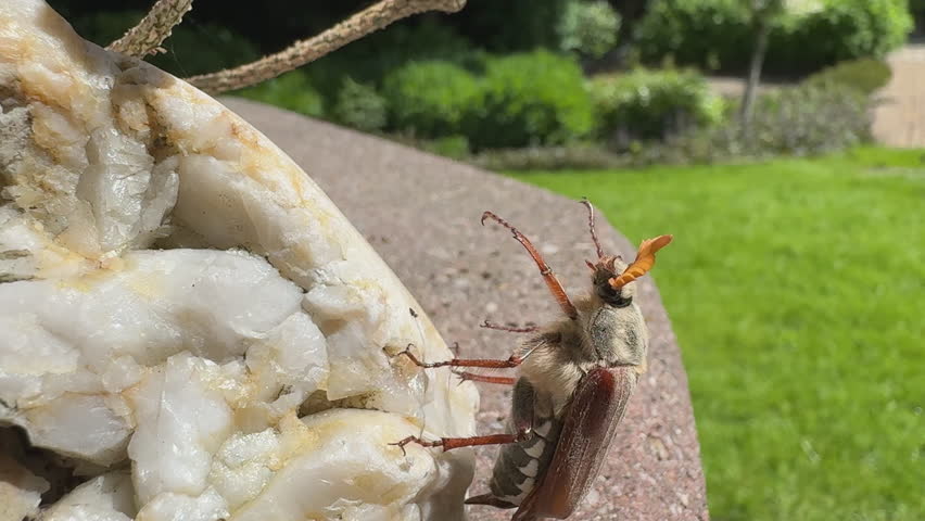 Cockchafer beetle walks over rock and climbs onto twig – macro close-up in summer garden, camera tracks movement