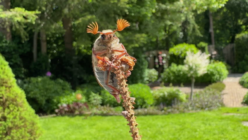 Cockchafer beetle climbs twig, gets tangled in spider silk, approached by baby spiders – macro close-up in summer garden, camera follows insect