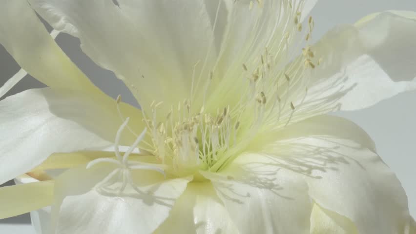 white -yellow core flower of cactus blooming at sunny day. macro 4k footage