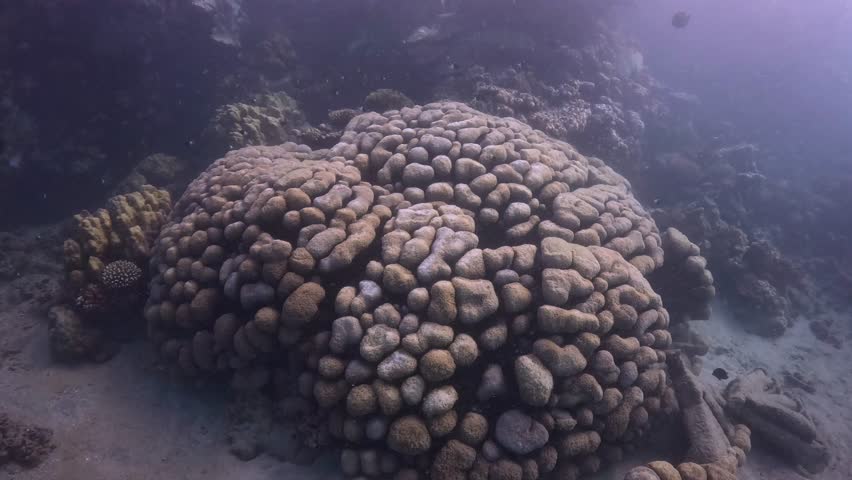 Tropical reef in the murky sea, swimming reef fish and corals close to the camera. Coral reef and fish, marine life, underwater video from the scuba diving. Wildlife in the sea.