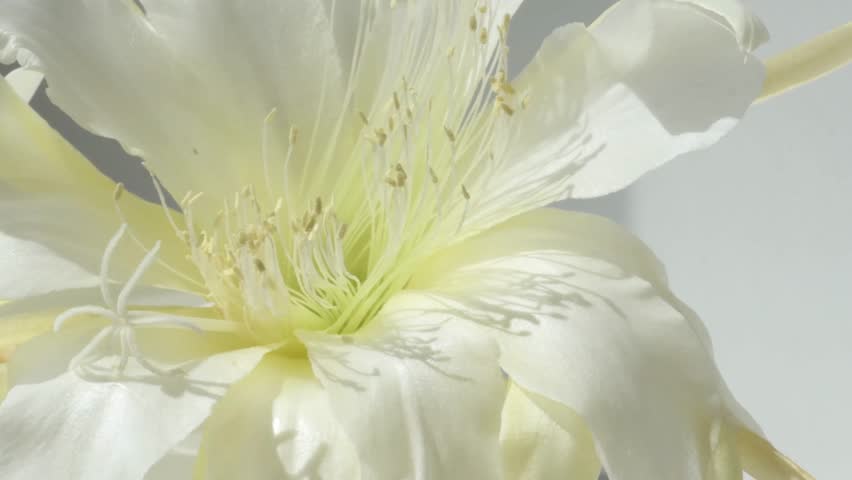 white -yellow core flower of cactus blooming at sunny day. macro 4k footage