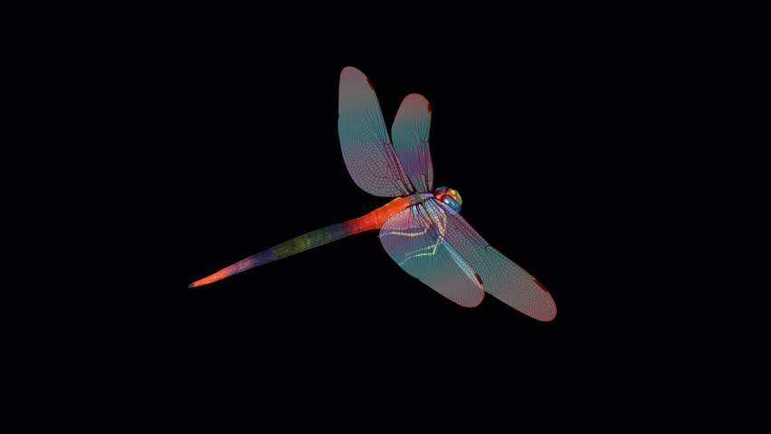 Rainbow Dragonfly - Flying Loop - Aerial Back Side Angle Close Up View - Alpha Channel - Artistic realistic naturalistic Full HD 3D animation isolated on transparent background