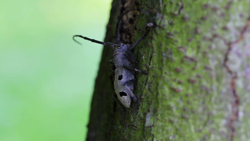Long-horned beetle (Morimus funereus - Near Threatened Species)