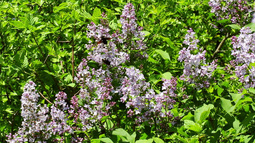 White blooming lilac bushes in the forest...