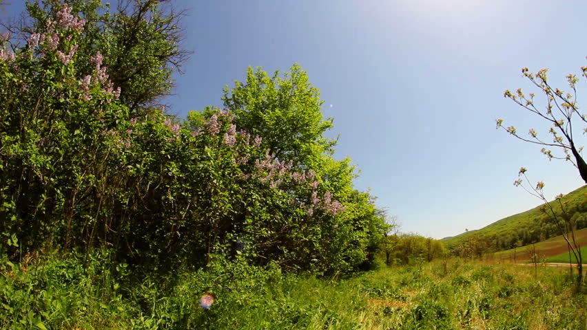 White blooming lilac bushes in the forest (fisheye)...