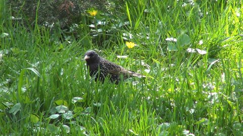 Starling in Spring Flowers on Meadow, Field, Lawn, Closeup, Black Bird in Grass