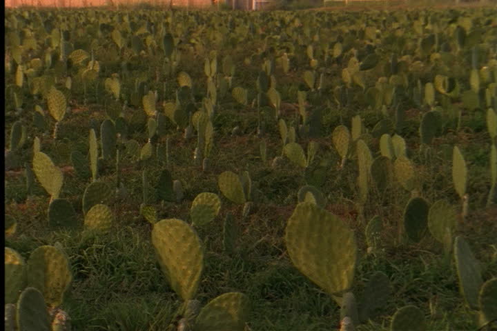 YUMA, ARIZONA - CIRCA JUNE 2013: Pan across field of cactus at sunset.