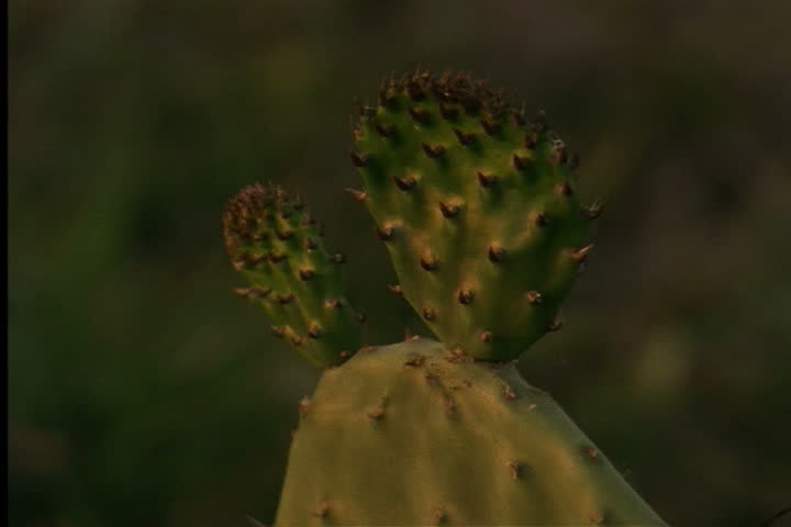 YUMA, ARIZONA - CIRCA JUNE 1996: Cactus in fading sunlight.