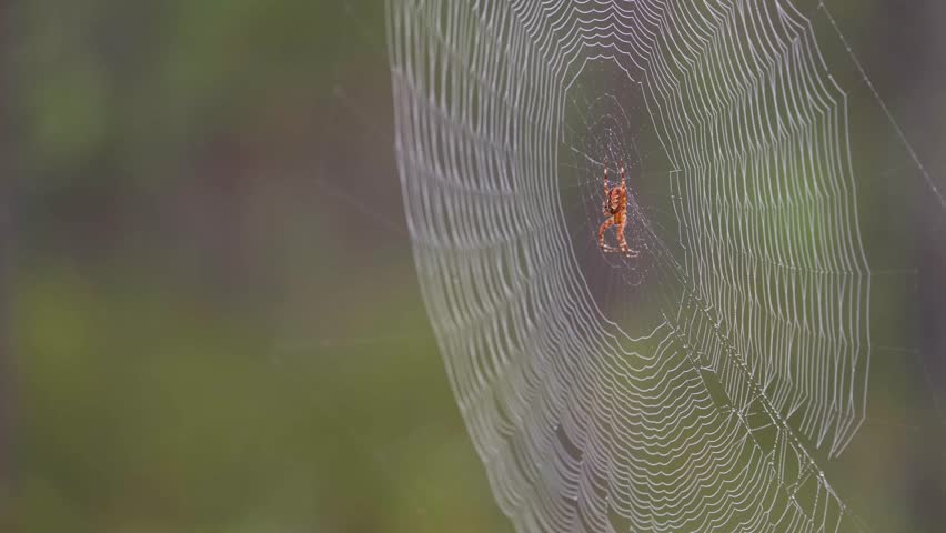European garden spider (Araneus diadematus) on web in nature on windy day