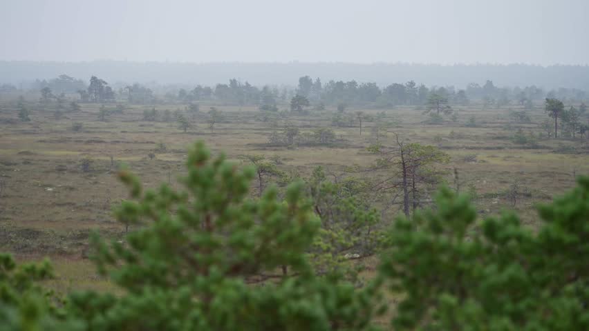 Vast marshland landscape in Puurijarvi Isosuo National Park, Finland