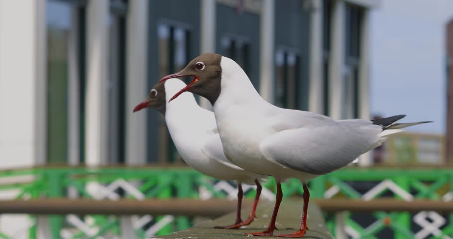 Two Black Headed Gulls singing close up view also known as Larus ridibundus or laughing gulls.