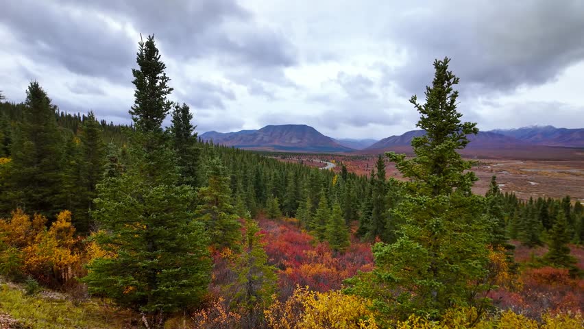Scenic view of colorful fall foliage in Denali National park, Alaska .