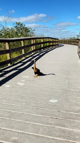 Everglades National Park, Florida – April 22, 2024: An anhinga bird walks along a wooden boardwalk on a sunny day, surrounded by blue sky and green marsh vegetation in the tropical wetland environment