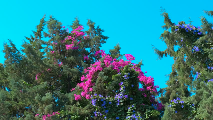 Pink bougainvillea and blue morning glory flowers. Pink bougainvillea and blue morning glory flowers climb green trees under a vibrant blue sky, creating a stunning contrast of colors