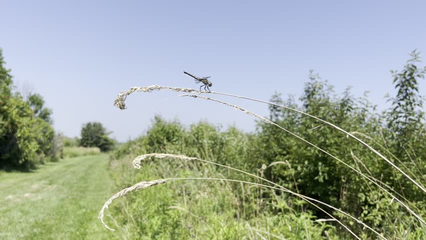 Walking Through Tall Grass and Wildflowers Blowing in the Wind – Mobile Footage