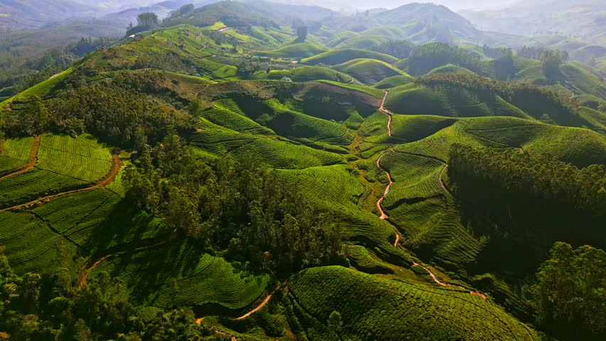 Aerial view flying backwards over tea plantations in sunny Munnar, Kerala, India