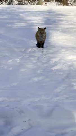 Wild red fox in Jasper National Park, Alberta, walking across sparkling snow, sniffing and leaving paw prints in the winter landscape.