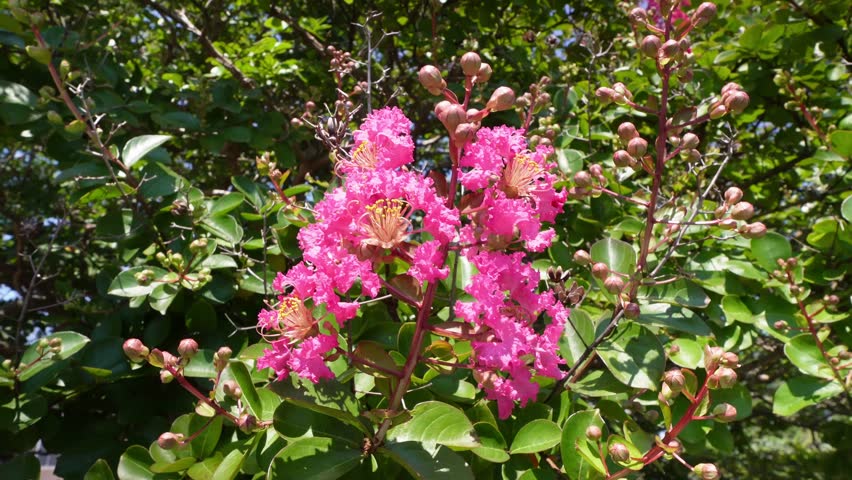 Close-Up of Pink Hyakutsujikou Flower Swaying in the Breeze under a Summer Blue Sky