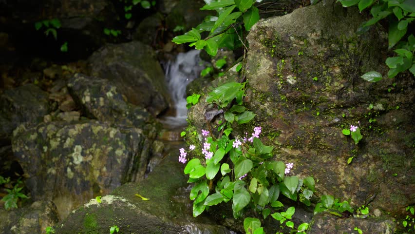 river forming small water falls over rocks, black forest