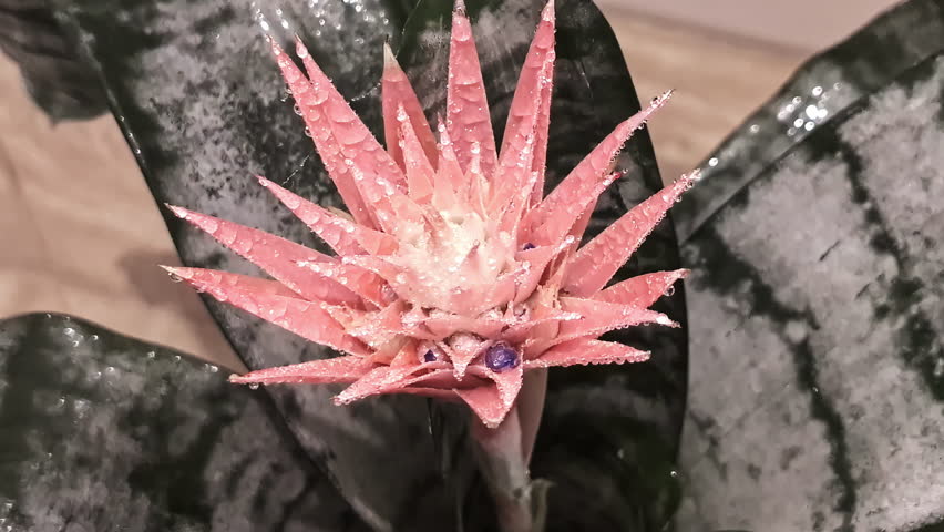 Detailed close-up of Aechmea fasciata, the Silver Vase Plant, highlighting its silver-green leaves and pink flower bracts in Jelgava, Latvia